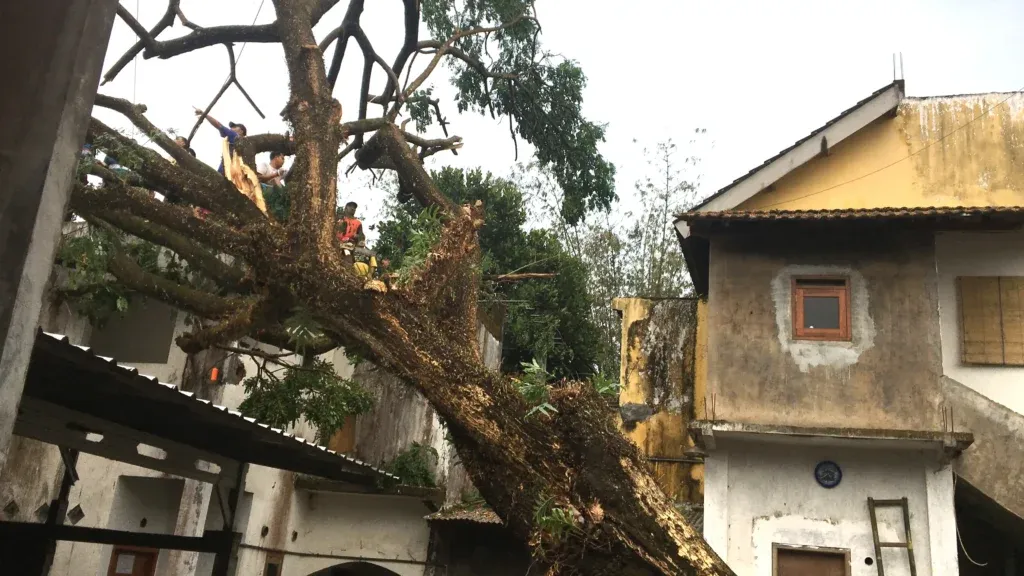Hujan dan Angin Kencang Membuat Pohon Trembesi Roboh di Panti Asuhan Pakis Kabupaten Malang Hujan dan Angin Kencang Membuat Pohon Trembesi Roboh di Panti Asuhan Pakis Kabupaten Malang
