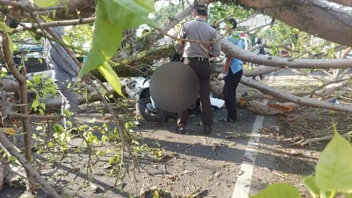 Pohon Tumbang di Pakisaji Malang: 2 Warga Desa Panemon Bojonegoro Meninggal Dunia