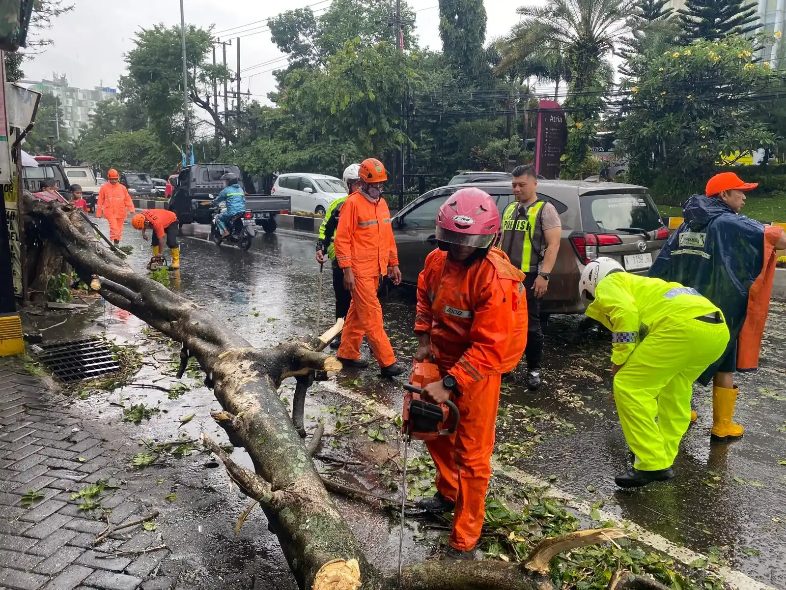 Hujan Deras dan Angin Kencang, Sejumlah Pohon Tumbang Timpa Kendaraan di Kota Malang