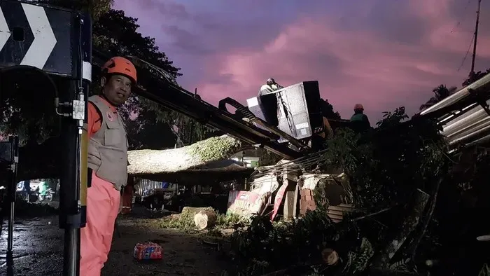 Pohon Trembesi Tumbang di Kota Malang, Timpa Warung Bakso dan Lukai Pemiliknya