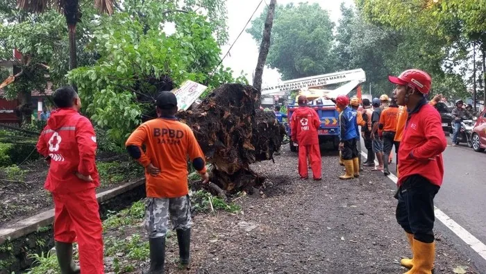 Angin Kencang dan Hujan Deras, Pohon-Pohon Tumbang Menutup Jalan di Pakisaji Malang