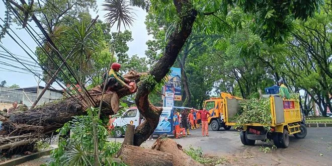 Hujan Deras Mengancam Keamanan, DLH Kota Malang Siaga Atasi Pohon Tumbang