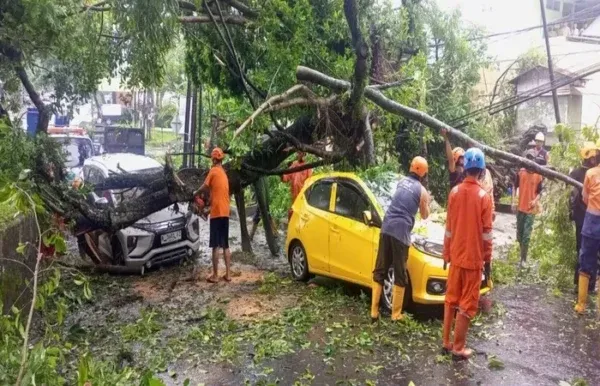 Pohon Tumbang Timpa Mobil di Kota Malang, Kerugian Capai Rp 10,4 Juta