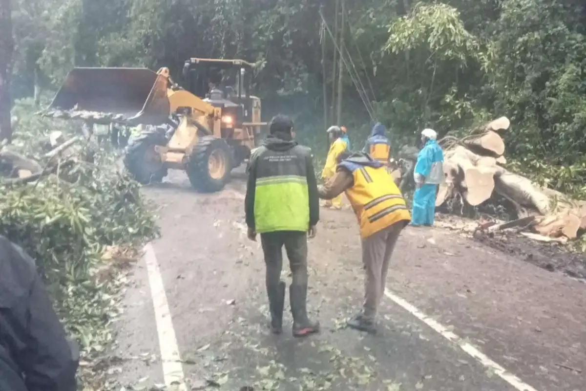 Pohon Besar Tumbang Diterjang Angin Kencang, Jalan Raya Malang-Kediri Lumpuh Total