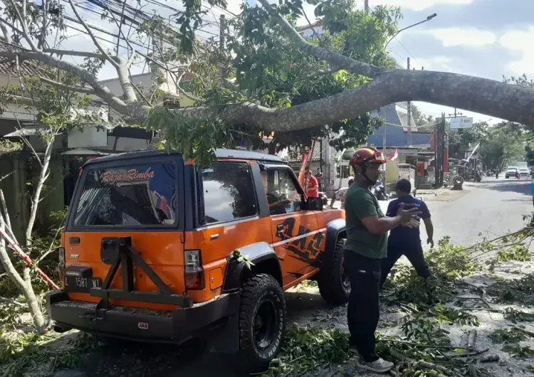 Angin Kencang Terjang Kepanjen, Dahan Pohon Sonokembang Patah Timpa Mobil dan Bikin Macet Parah